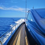 Léopard 31 open